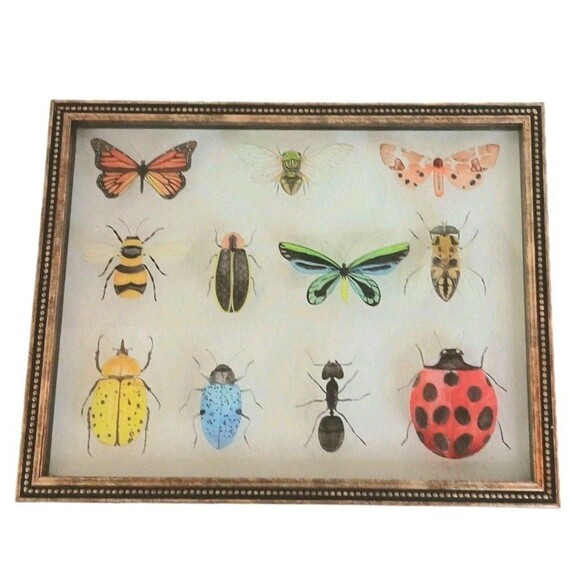 Bug Collection Framed Wall Art Print Butterflies & Insects Kirklands 15" X 11.5" - Picture 2 of 16